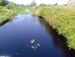 Diduga jebol, kolam limbah PKS PT Aditya Agroindo mencemari sungai Labai