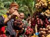 Komitmen Menjaga Warisan Budaya, Bupati Ketapang Hadiri Ritual Adat Menjangkap Buah